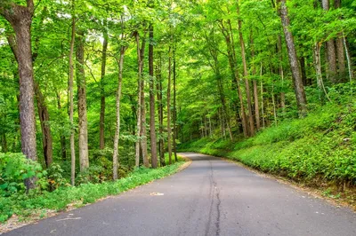 Roaring Fork Motor Nature Trail